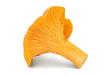 Wall Mural - Chanterelle mushroom isolated on a white background