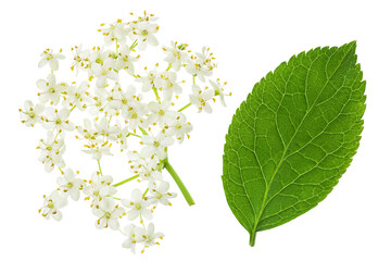 Poster - Elderberry flower or Sambucus nigra isolated on a white background.