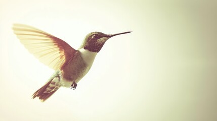 Wall Mural - A Hummingbird in Flight Against a White Background