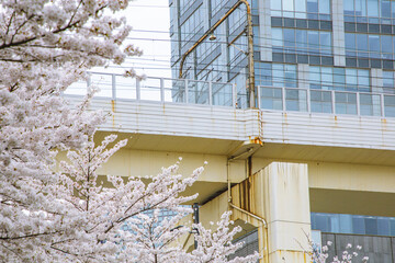 Hongkou District, Shanghai - Cityscape with cherry blossoms in full bloom in spring