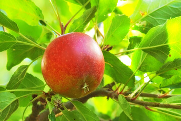 Tree, leaf and red fresh apple in nature for farming, sustainability and agriculture as crop cultivation. Farm, orchard and organic fruit for harvest, produce and industry with vitamin C nutrition