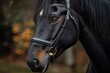 © atar - Close up of a black horse's head with a bridle