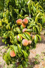 Wall Mural - tree branch with ripe peaches in armenian orchard