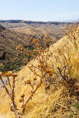 Wall Mural - thistle on slope of Noravank canyon close up