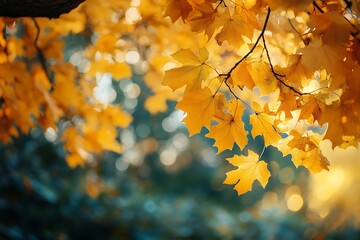 Sticker - Close up of vibrant orange autumn leaves on a branch with blurred background. Concept of fall season, nature, and change.