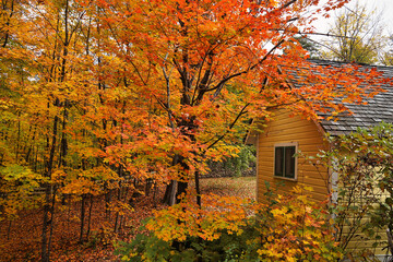 Wall Mural - Magical transformation of verdant green forests into a riot of auburn,scarlet,orange,red and brown shades as Fall and Autumn season sets in the forests of  Gatineau Park,Quebec,Canada