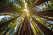 © miss irine - Tall tree trunks in redwood forest. Low angle shot of trees with sunlight. Victoria, Australia forest landscape. Green foliage, wood, natural, rural, outdoors, view, old growth, light, nobody.