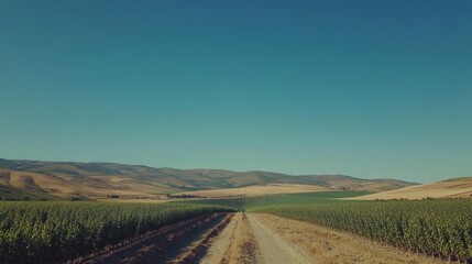 Scenic view of a vineyard landscape under a clear blue sky.