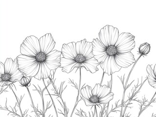 Wall Mural - Cosmos flowers depicted in a line art design