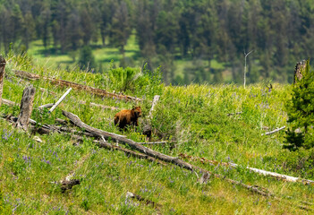 Canvas Print - Cinnamon Bear