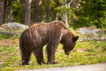 Poster - Grizzly Bear