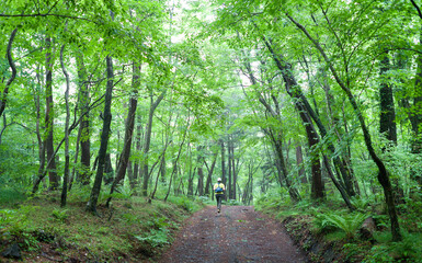 Wall Mural - Jocheon-eup, Jeju-si, Jeju-do Island, South Korea - June 24, 2014: A female hiker is walking on the trail of Saryeoni Forest Road in the summer