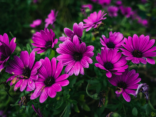 Sticker - Purple flowers in the garden