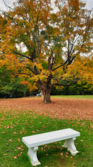 Canadian Portrait of the Fall Season - A White park bench with a Maple tree in bright fall colours and fallen leaves in Autumn at the Mackenzie King estate in Gatineau Park,Quebec,Canada