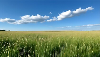 Sticker - Expansive field of tall grass under a bright blue sky