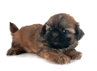 Canvas Print - puppy Shih Tzu in studio