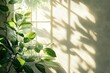 © kardaska - Sun shining through window creating shadows from plant on wall