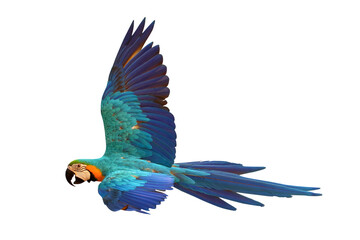 Colorful flying Blue and Gold Macaw parrot isolated on transparent background png file