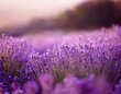 © MdRakibul - Lavender flowers - Sunset over a summer purple lavender field . Bunch of scented flowers in the lavanda fields of the French Provence near