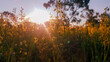 © Austockphoto - Sundew flowers growing wild in the Australian bush bathed in golden afternoon light