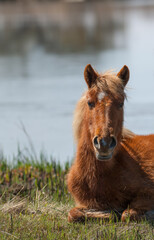 Corolla horse laying down in the grass of the outer banks of North Carolina wild horse among herd living on the beach area chestnut with white star vertical equine image with room for type animal