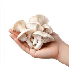 Wall Mural - Hand holding oyster mushrooms, isolated on a white background.