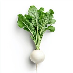 Wall Mural - Simple watercolor daikon radish, isolated on a white background.