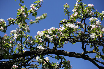 Canvas Print - White flower flakes. Blooming tree. Blue sky flowers. Closeup macro with shallow depth of field. Spring bloom. Floral background. Green tree branch isolated. Springtime outdoor. Artistic early flowers