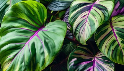 Wall Mural - Stylish composition of green monstera leaves with vibrant purple stripes showcasing a contemporary tropical flair