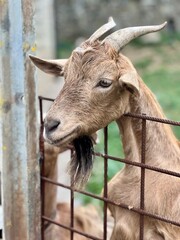 A brown male goat, close up of face and neck; Looking over a fence. 