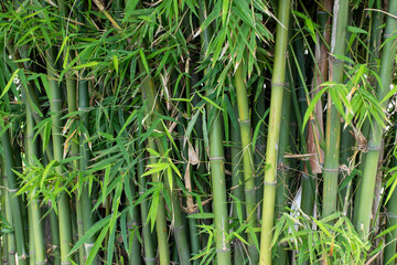Wall Mural - background texture nature bamboo tree flora herbal of asia at garden