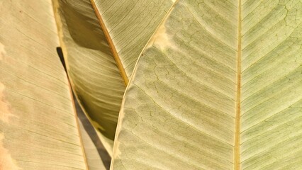 close up of a leaf