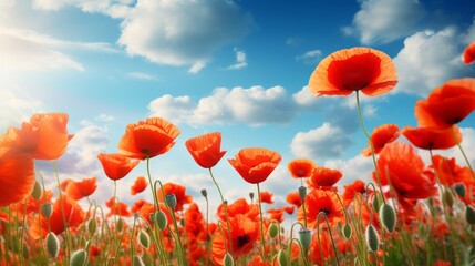 Vibrant poppies in the sky against a stunning blue background - high-definition 8k wallpaper for nature lovers and floral enthusiasts


