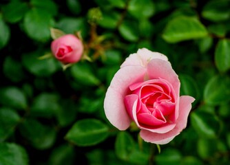 Sticker - Close-up of blooming pink rose with green leaves.