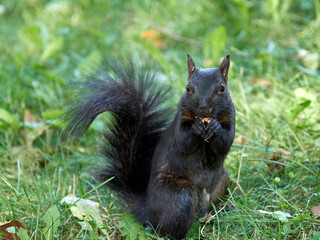 Grey Squirrel in a park. Sciurus carolinensis