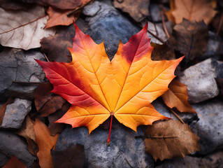 Gorgious High angle view of maple leaves on table