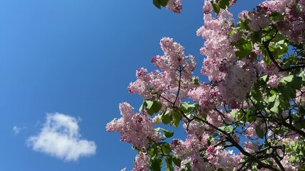 Wall Mural - Lilac blooming tree gentle pale pink flowes in spring garden.