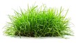 © Rash-Creation - Green grass isolated on white background