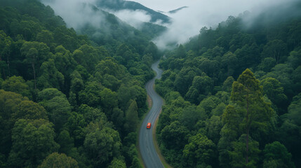 Wall Mural - Winding road through the forest, Black Spur drive, Yarra Ranges, Victoria, Australia.