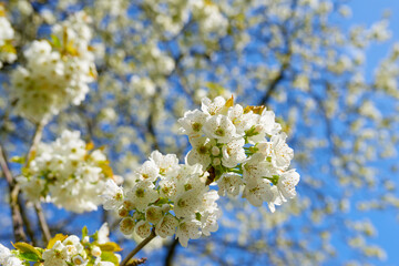 Flowers, blossom and mirabelle plum in spring for bright colorful display in season, tree and garden. Sustainability, earth and texture for plants in botany, nature and floral wallpaper as background