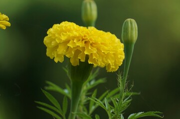 Beautiful Marigold, yellow flower