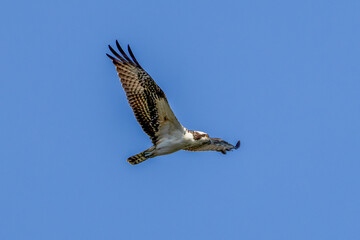 Wall Mural - osprey in flight