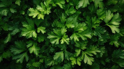 Wall Mural - green leaves background