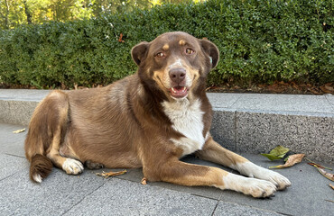 A large, cute, happy brown dog is lying in the park next to some bushes