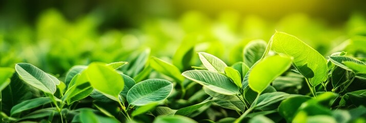 A close-up shot of vibrant green leaves in a lush garden, showcasing the beauty of nature and the growth of new life. The sun shines through the leaves, highlighting their delicate textures.