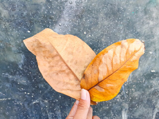 Dry leaves next to the house and held by hand