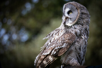 Wall Mural - Great Grey Owl