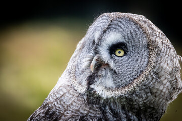 Wall Mural - Great Grey Owl