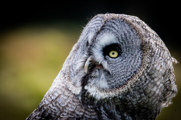 Wall Mural - Great Grey Owl