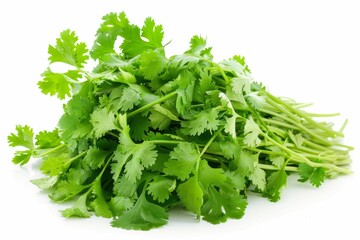 A fresh Coriander isolated on white